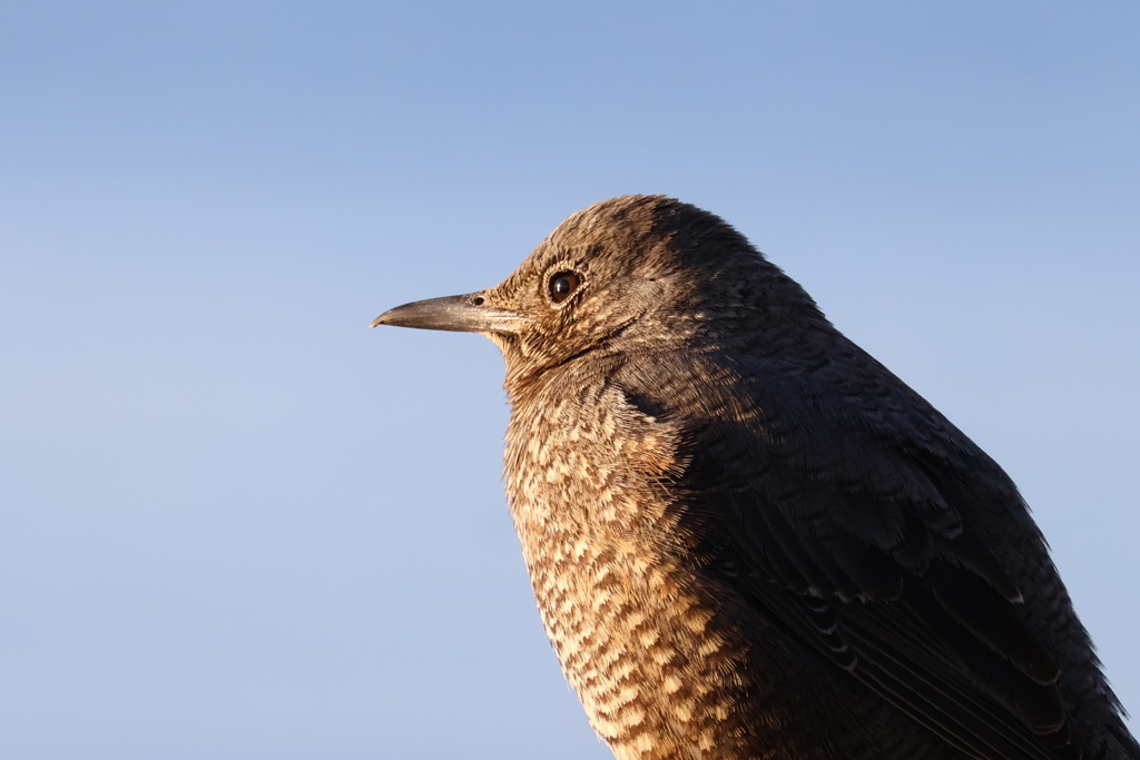 黄昏のイソヒヨドリ