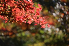泉自然公園にて今見頃です