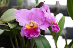 東京ジャングル、夢の島熱帯植物園にて