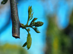 松ヶ丘市民の森にて