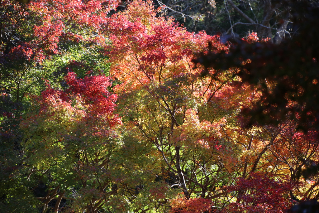 泉自然公園にて今見頃です