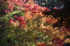 泉自然公園にて今見頃です
