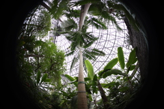 東京ジャングル、夢の島熱帯植物園にて