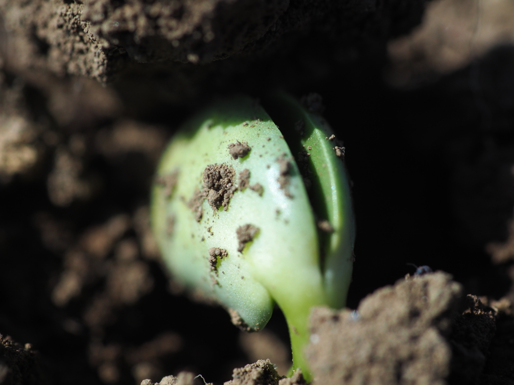 家庭菜園　枝豆発芽