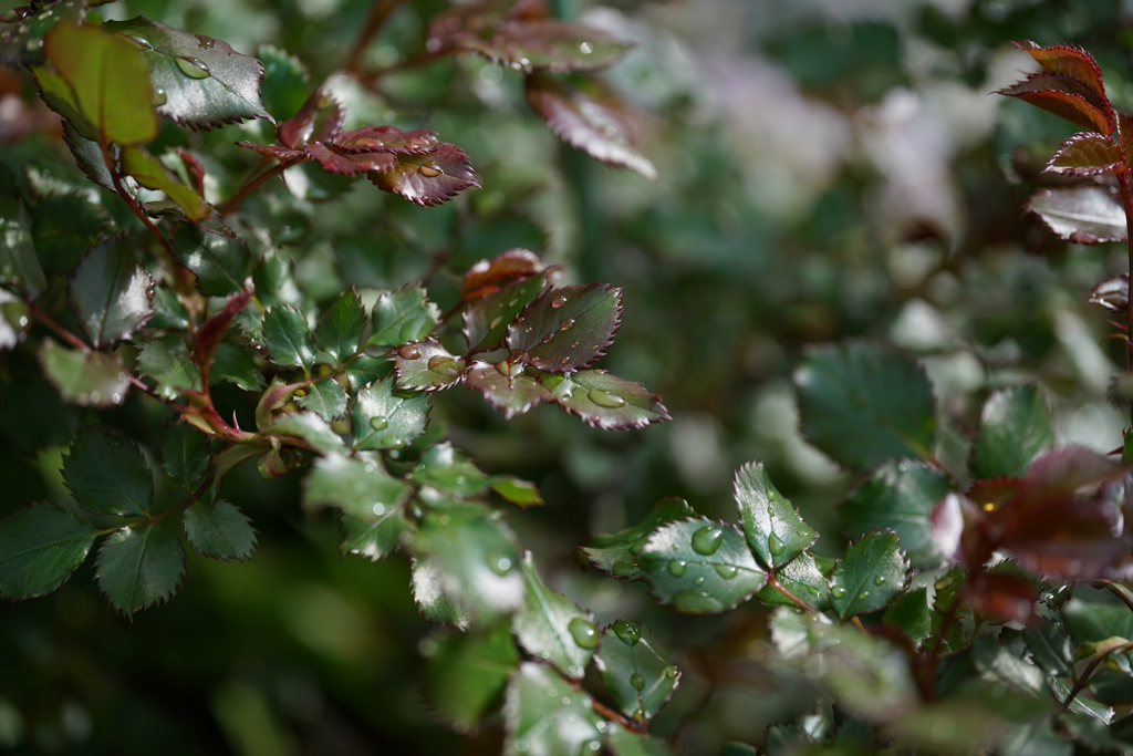 雨上がりの公園にて