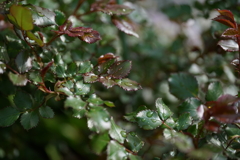 雨上がりの公園にて