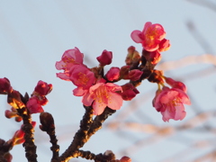 寒緋桜さいていました、春は近いかな