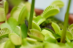 東京ジャングル、夢の島熱帯植物園にて
