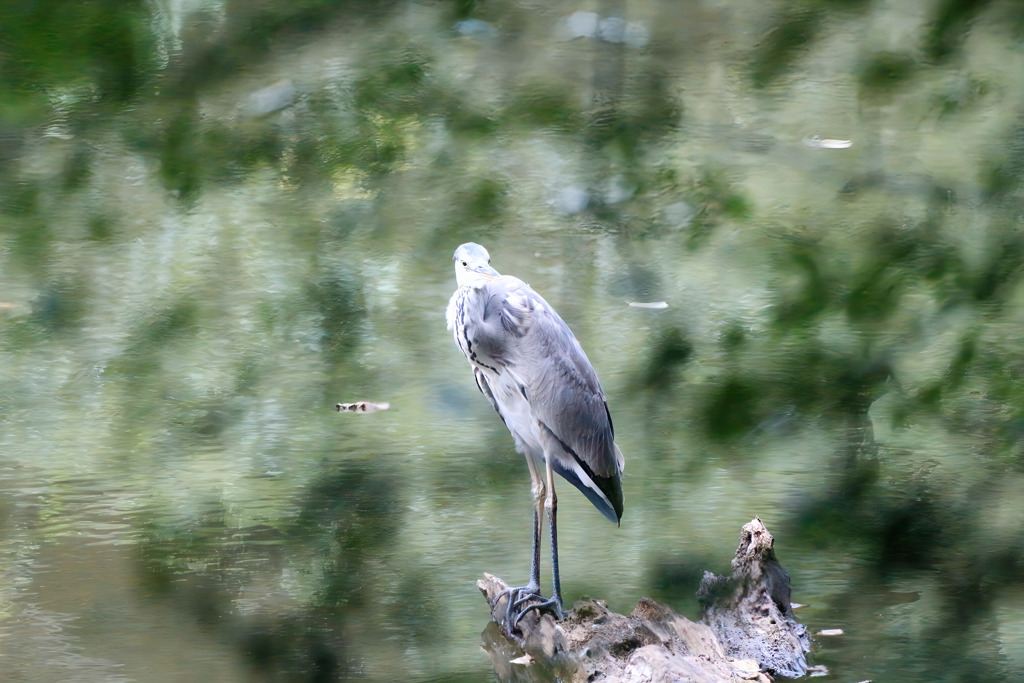 青葉の森公園にて