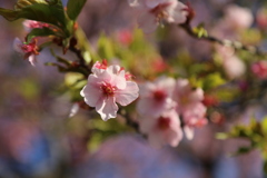 新川千本桜にて