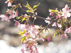 新川千本桜にて