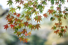 佐倉城址公園にて紅葉はあと少し