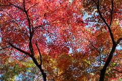 泉自然公園にて今見頃です