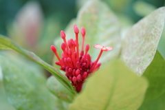 東京ジャングル、夢の島熱帯植物園にて