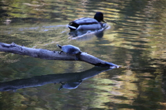 泉自然公園にてかめさんかもさん