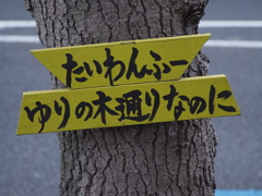 ゆりの木通りにて