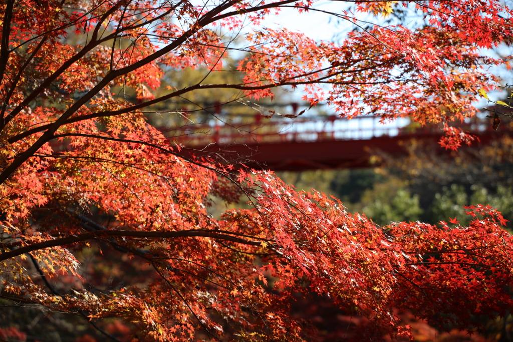 泉自然公園にて今見頃です
