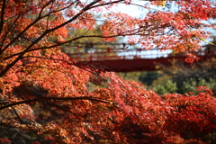 泉自然公園にて今見頃です