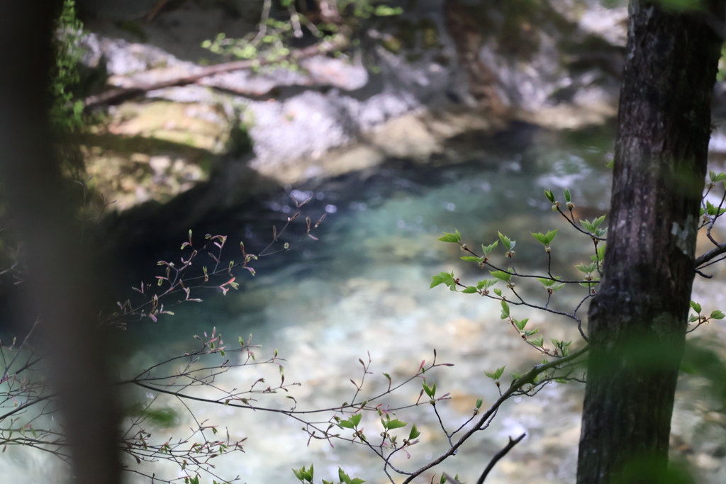 西沢渓谷　若芽