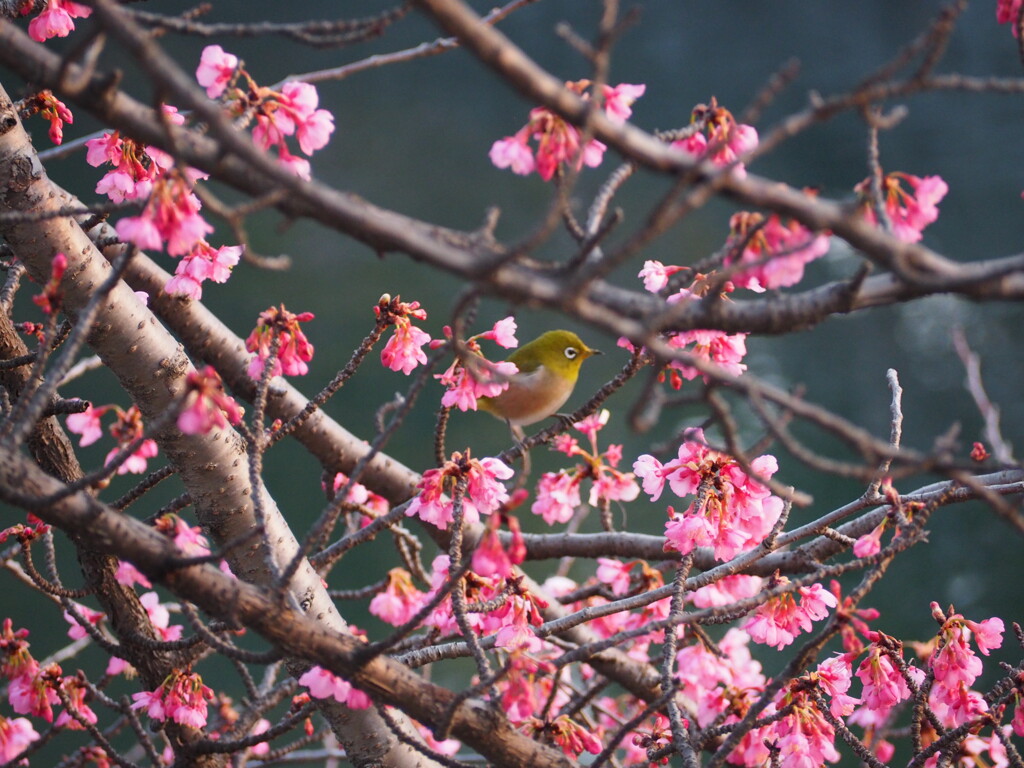 サクジロウ発見