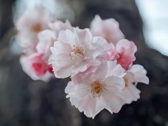 近所の枝垂れ桜咲き始めました、春が来た