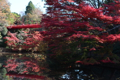 泉自然公園にて今見頃です