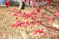 近所の公園散歩