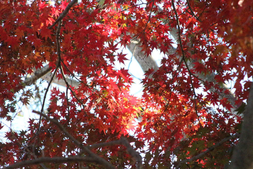 近所の公園散歩