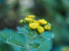 BOTANICA MUSEUMにて