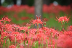 八千代村上緑地公園