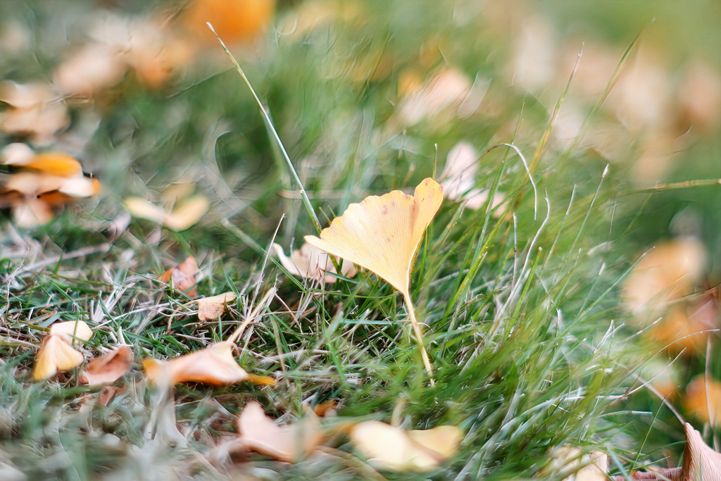 佐倉城址公園にて