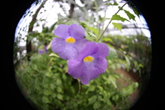 東京ジャングル、夢の島熱帯植物園にて