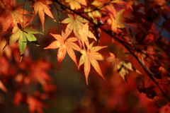 泉自然公園にて今見頃です