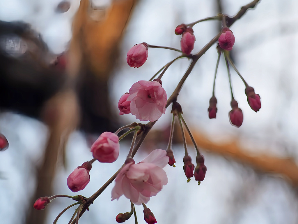 近所の枝垂れ桜咲き始めました、春が来た