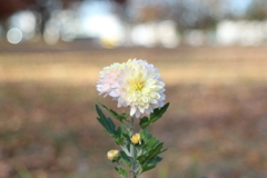 近所の公園散歩
