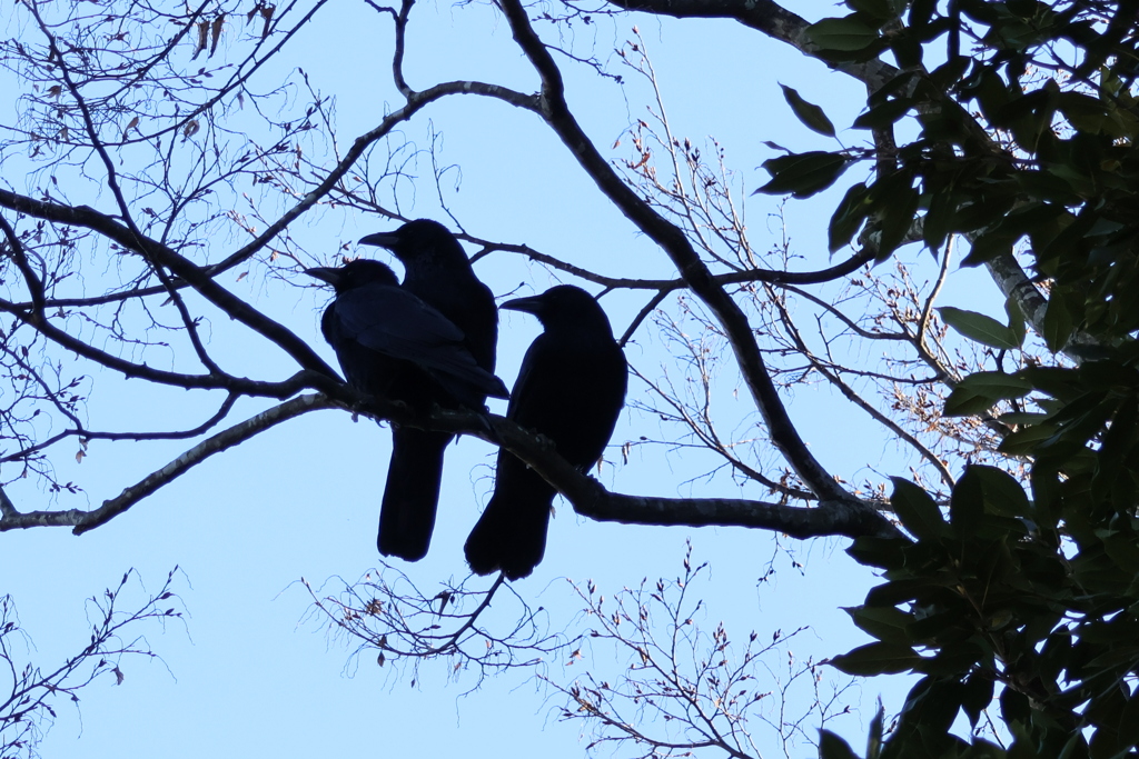 ブラックバード三兄弟