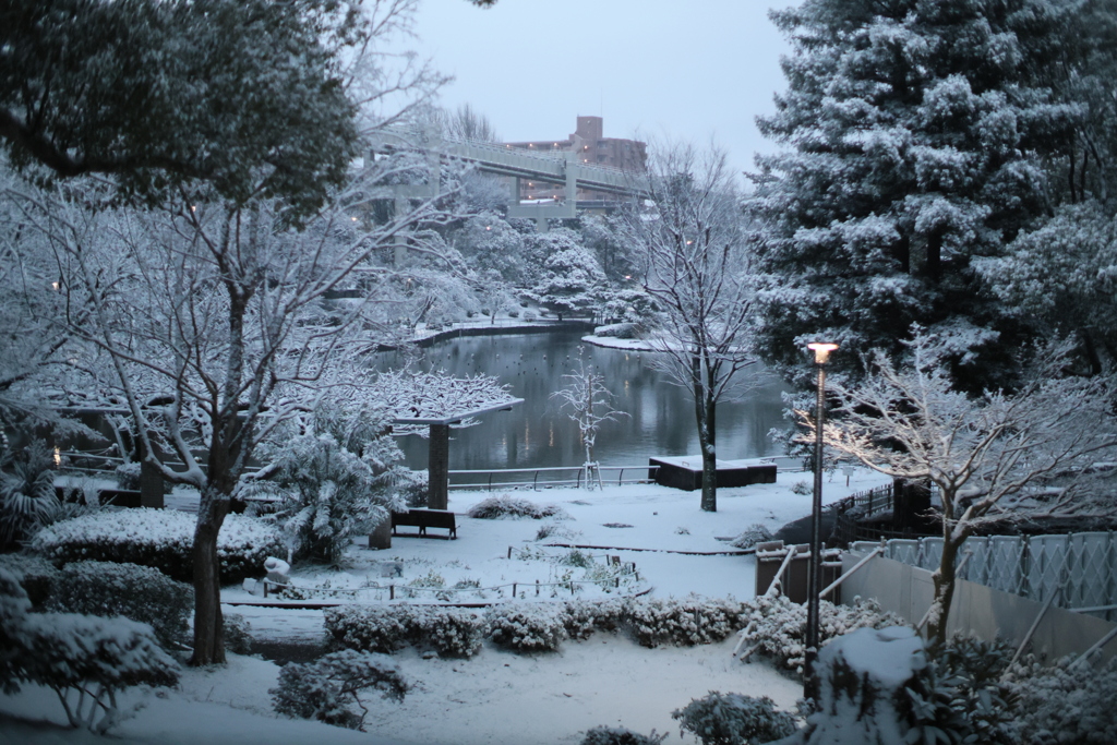 今朝の千葉公園