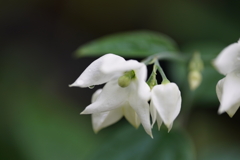 東京ジャングル、夢の島熱帯植物園にて
