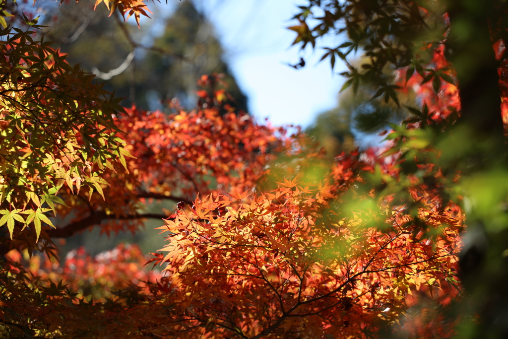 泉自然公園にて今見頃です