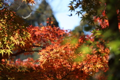 泉自然公園にて今見頃です