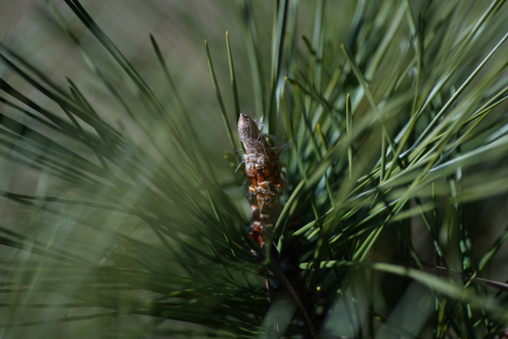 松ぼっくりの元