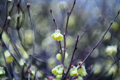 近所の公園花壇にて