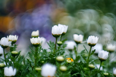 近所の公園花壇にて