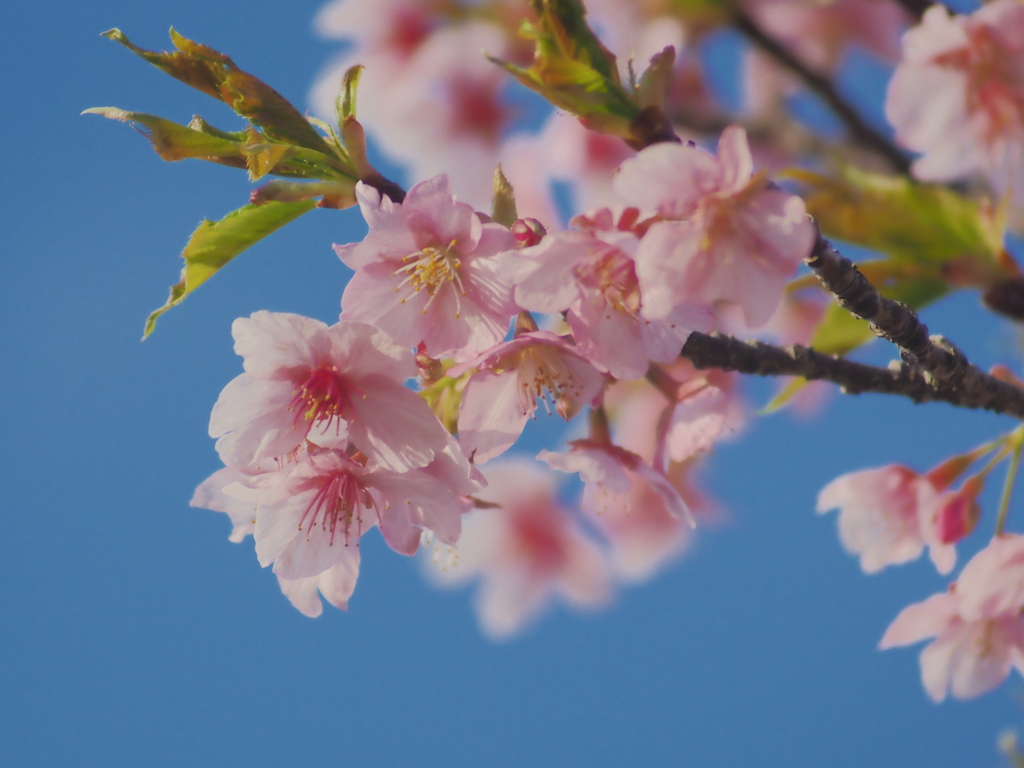 新川千本桜にて