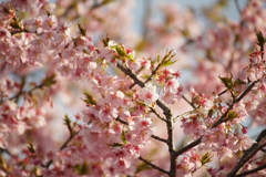 新川千本桜にて