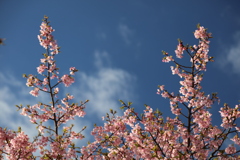 新川千本桜にて