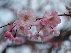 近所の枝垂れ桜咲き始めました、春が来た