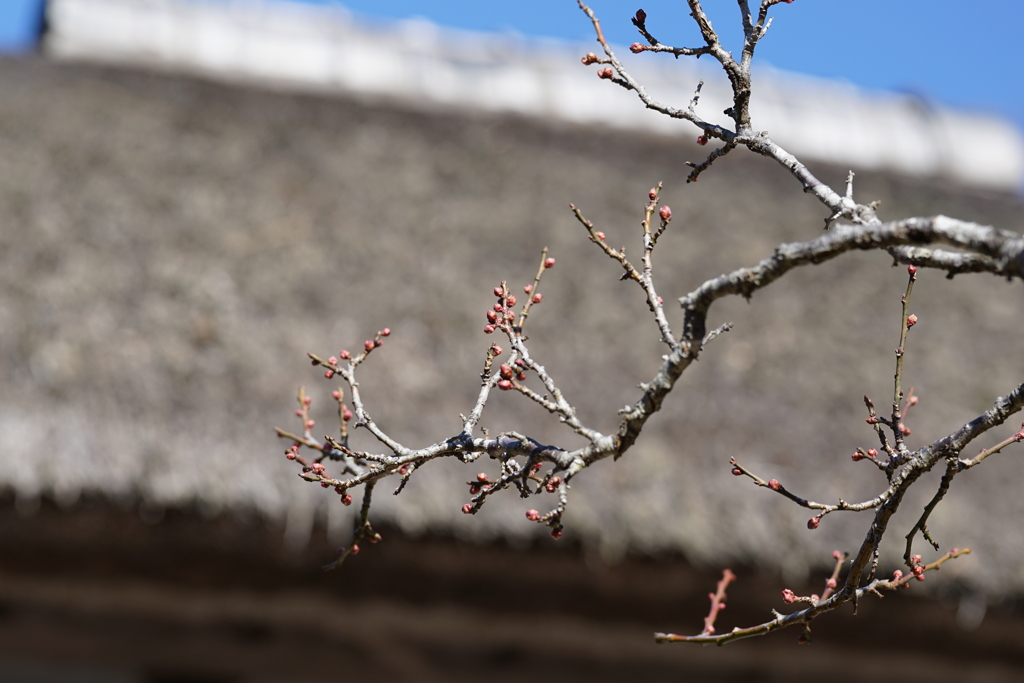 体験博物館　千葉県立房総の村にて