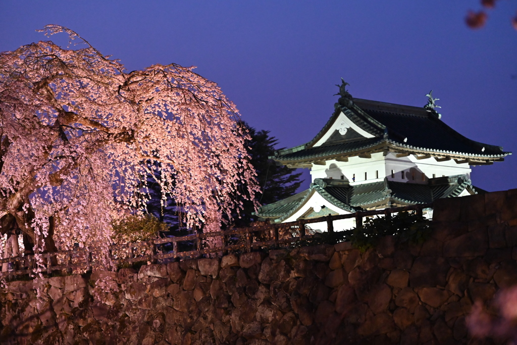 桜とお城