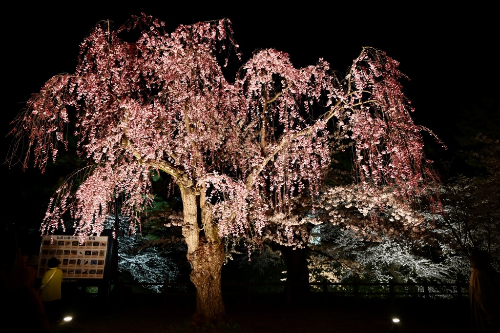 夜桜